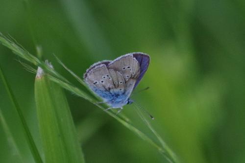 Réf. 190 163 : Cyaniris semiargus
